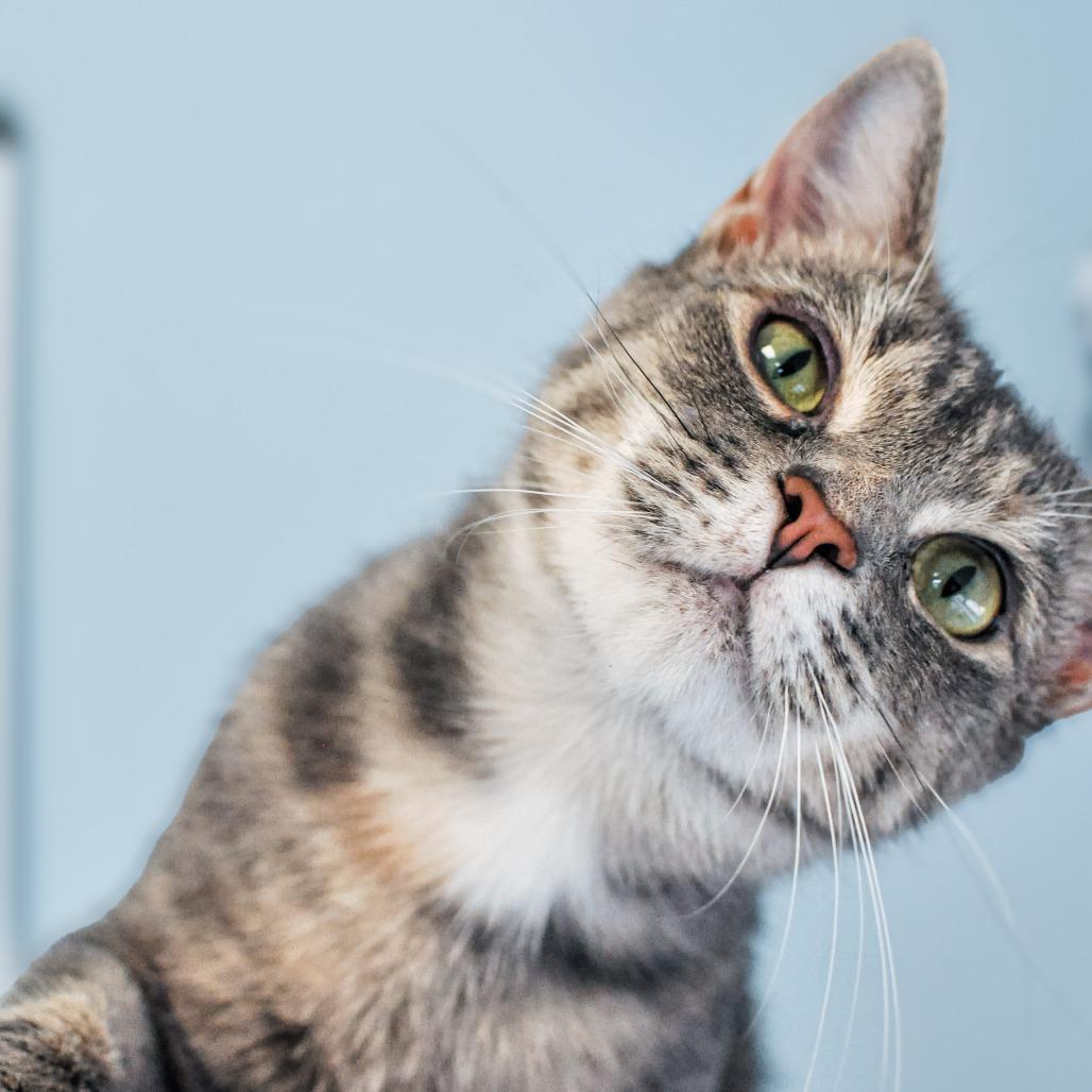 Enlarge Sonya, a Adoptable mixed breed in Greensboro, GA image 4/6