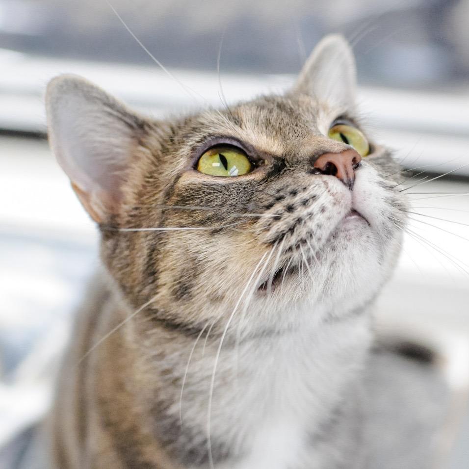 Enlarge Sonya, a Adoptable mixed breed in Greensboro, GA image 5/6