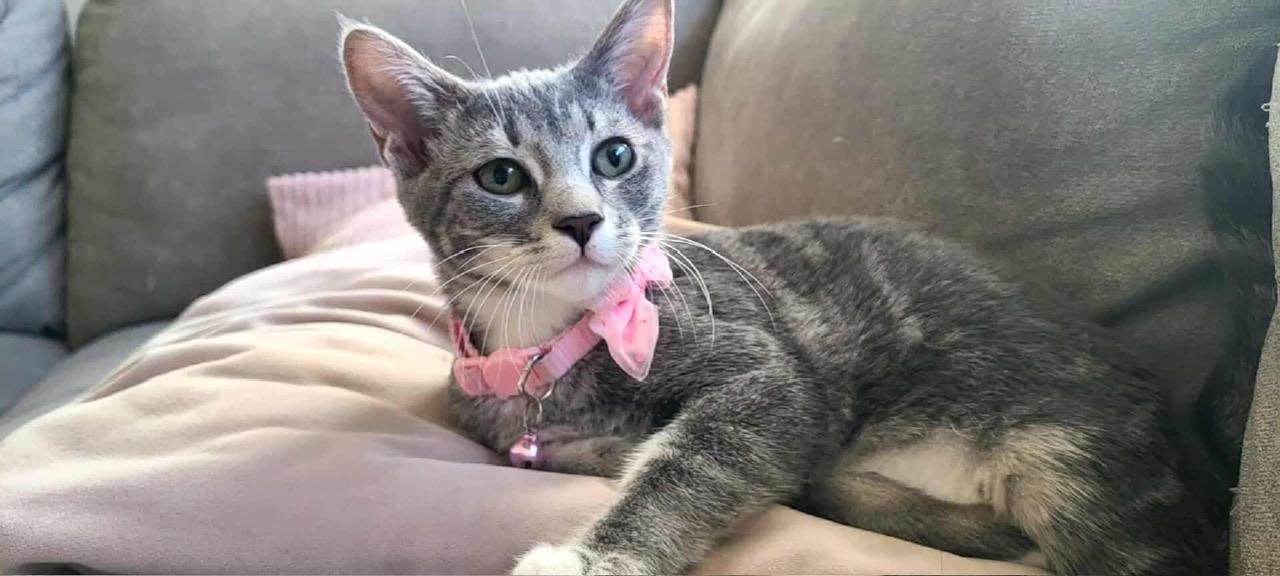 Zizi, a Adoptable Domestic Short Hair in Hollister, CA image 1/5