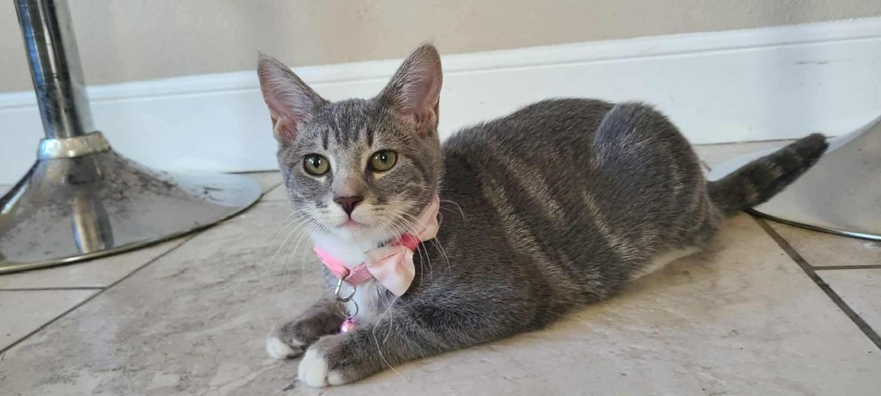 Zizi, a Adoptable Domestic Short Hair in Hollister, CA image 2/5