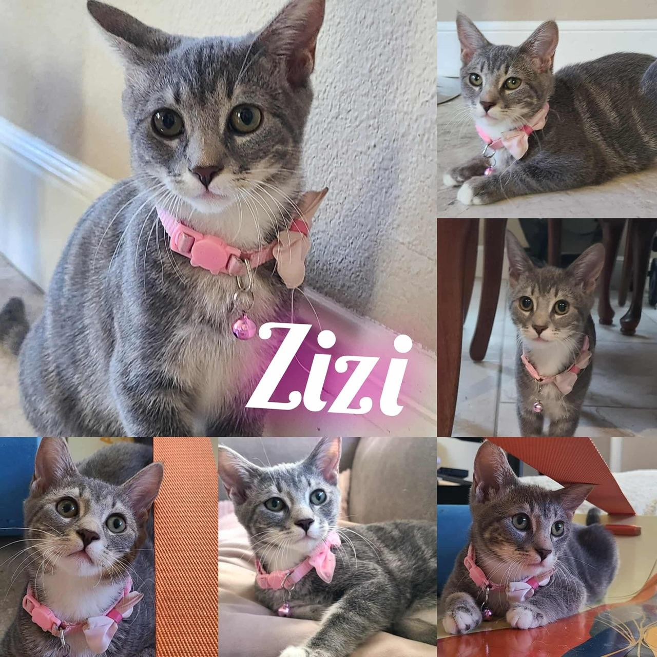 Zizi