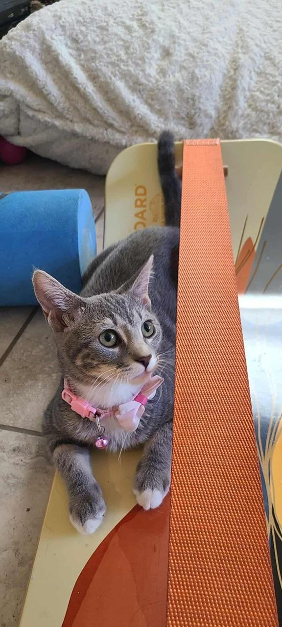 Zizi, a Adoptable Domestic Short Hair in Hollister, CA image 4/5