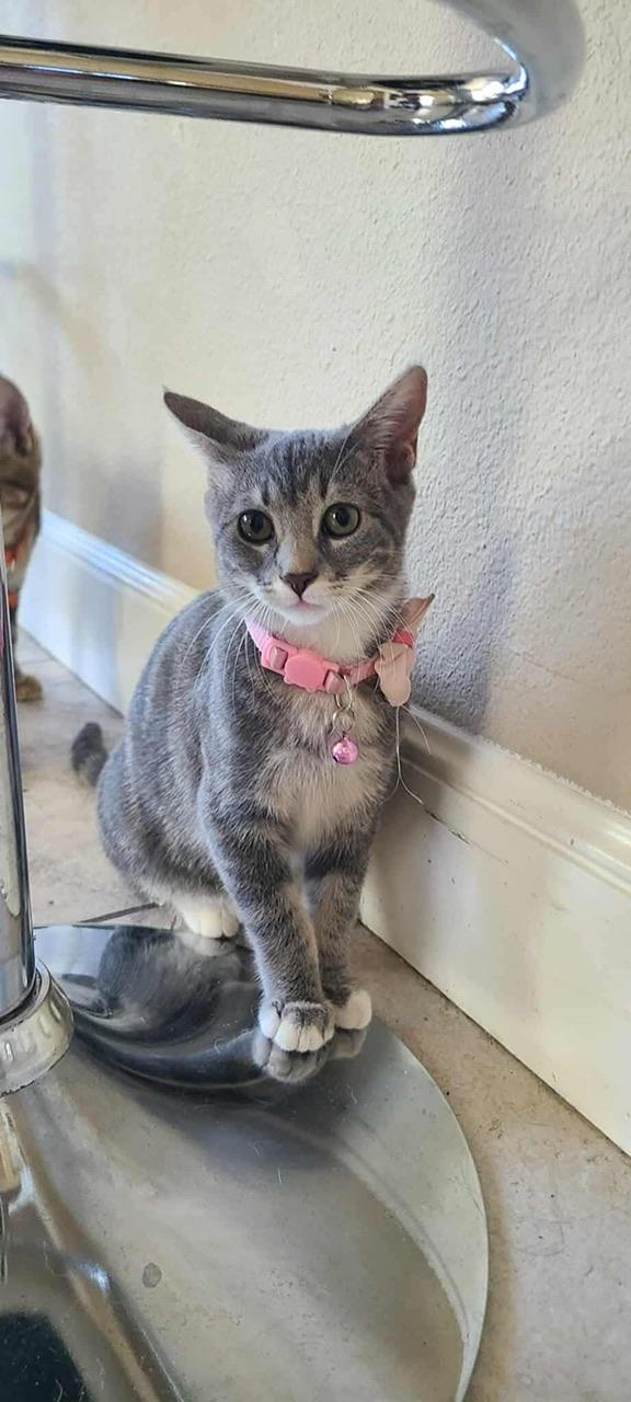 Zizi, a Adoptable Domestic Short Hair in Hollister, CA image 5/5