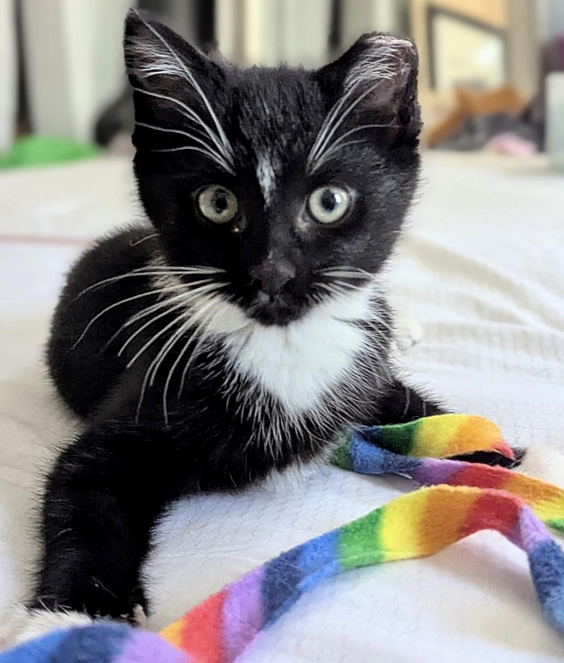 Enlarge Iris, a ADOPTABLE mixed breed in Red Bank, NJ image 1/3