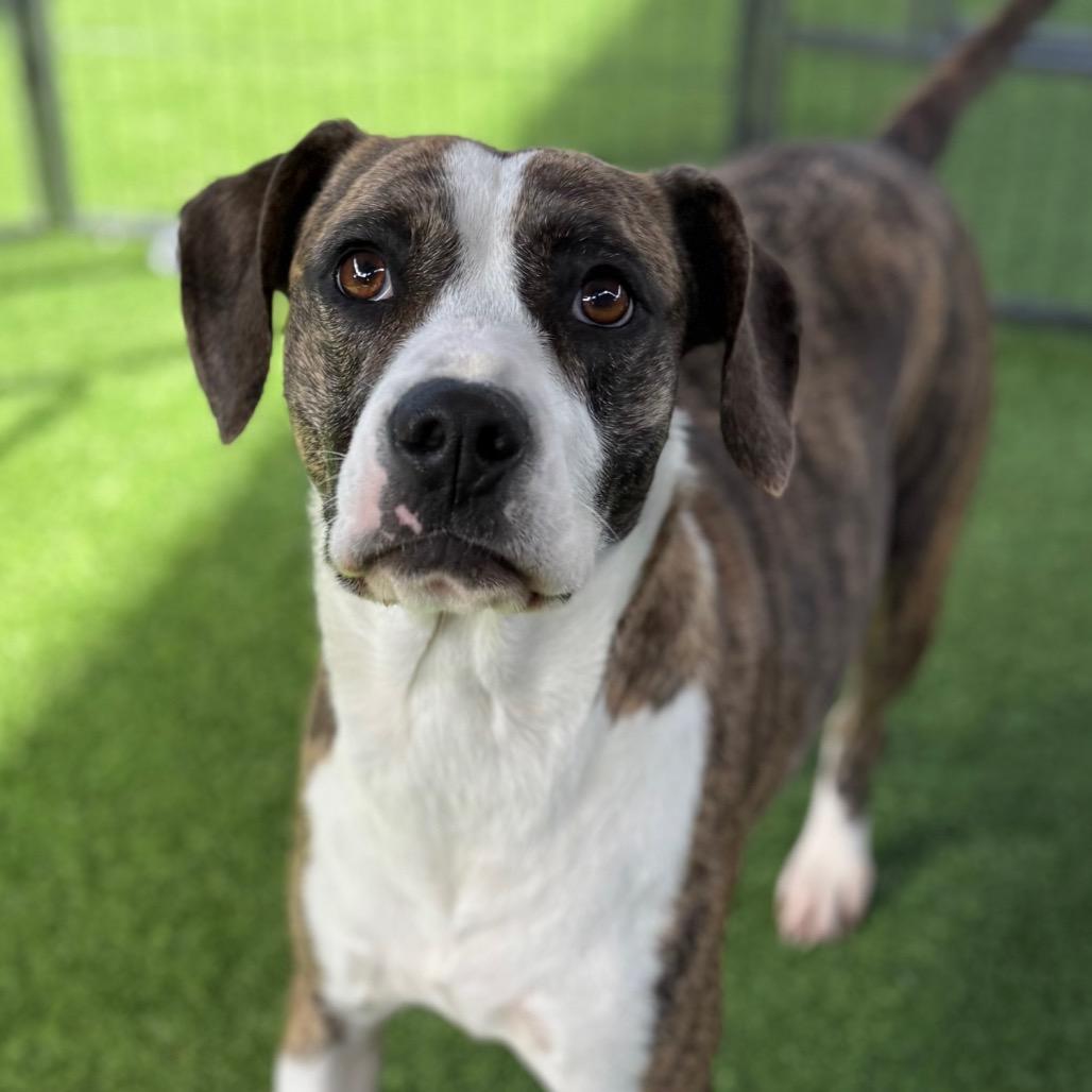 Tilly, Adoptable, Adult Female Plott Hound & Terrier.