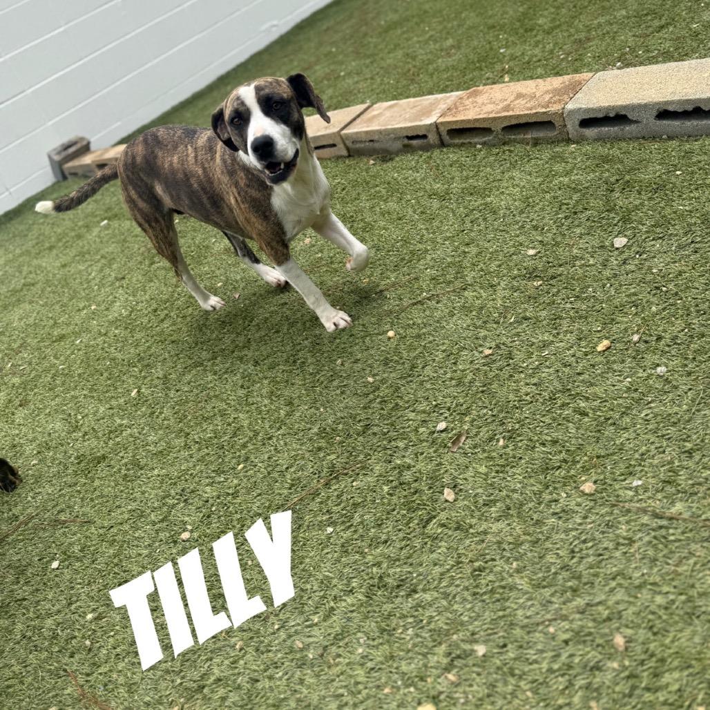 Tilly, a Adoptable mixed breed in Huntsville, AL image 2/4