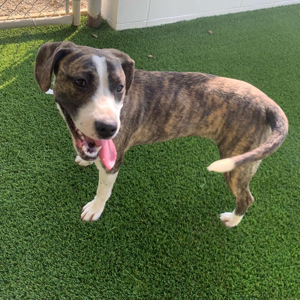 Tilly, a Adoptable mixed breed in Huntsville, AL image 3/4