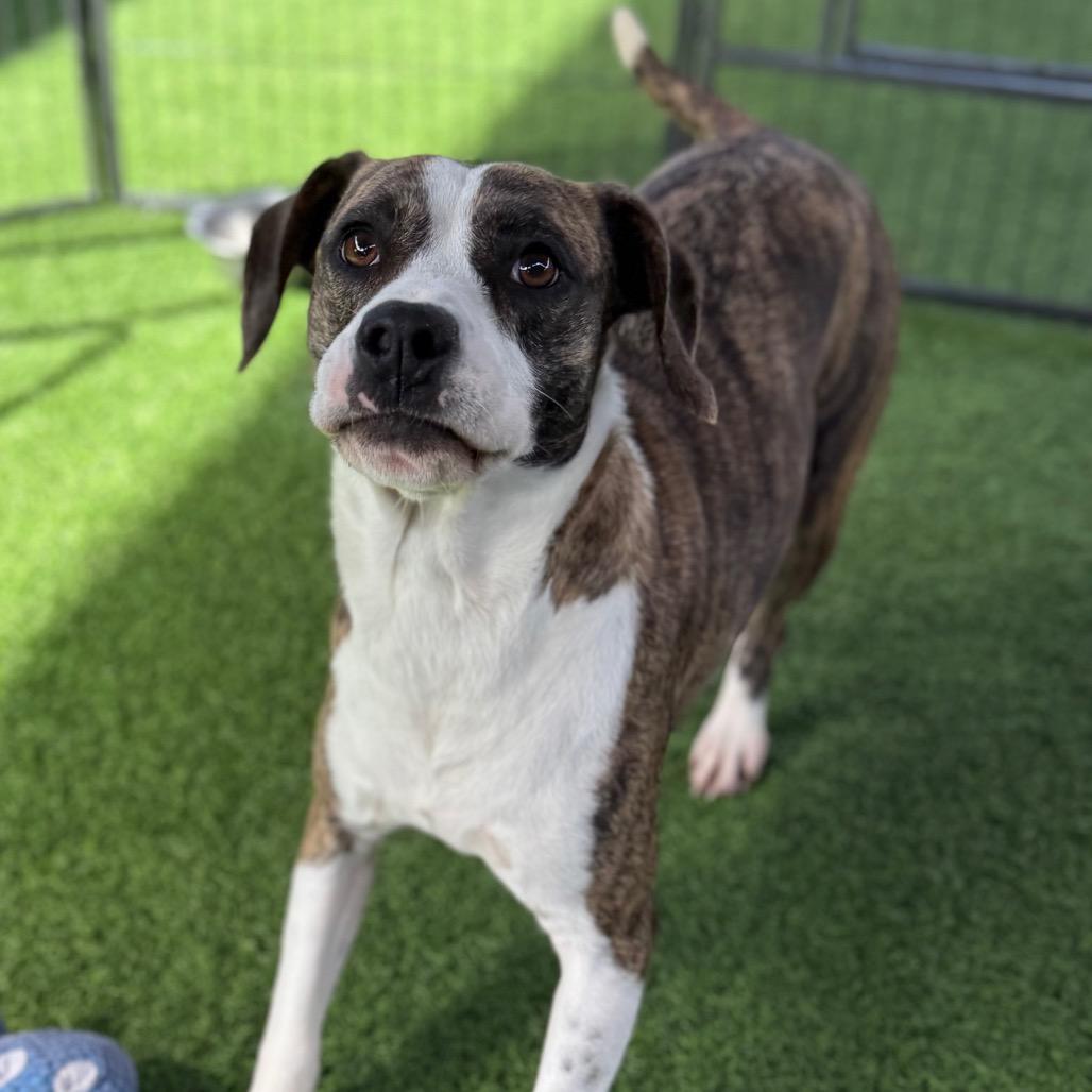 Tilly, a Adoptable mixed breed in Huntsville, AL image 4/4