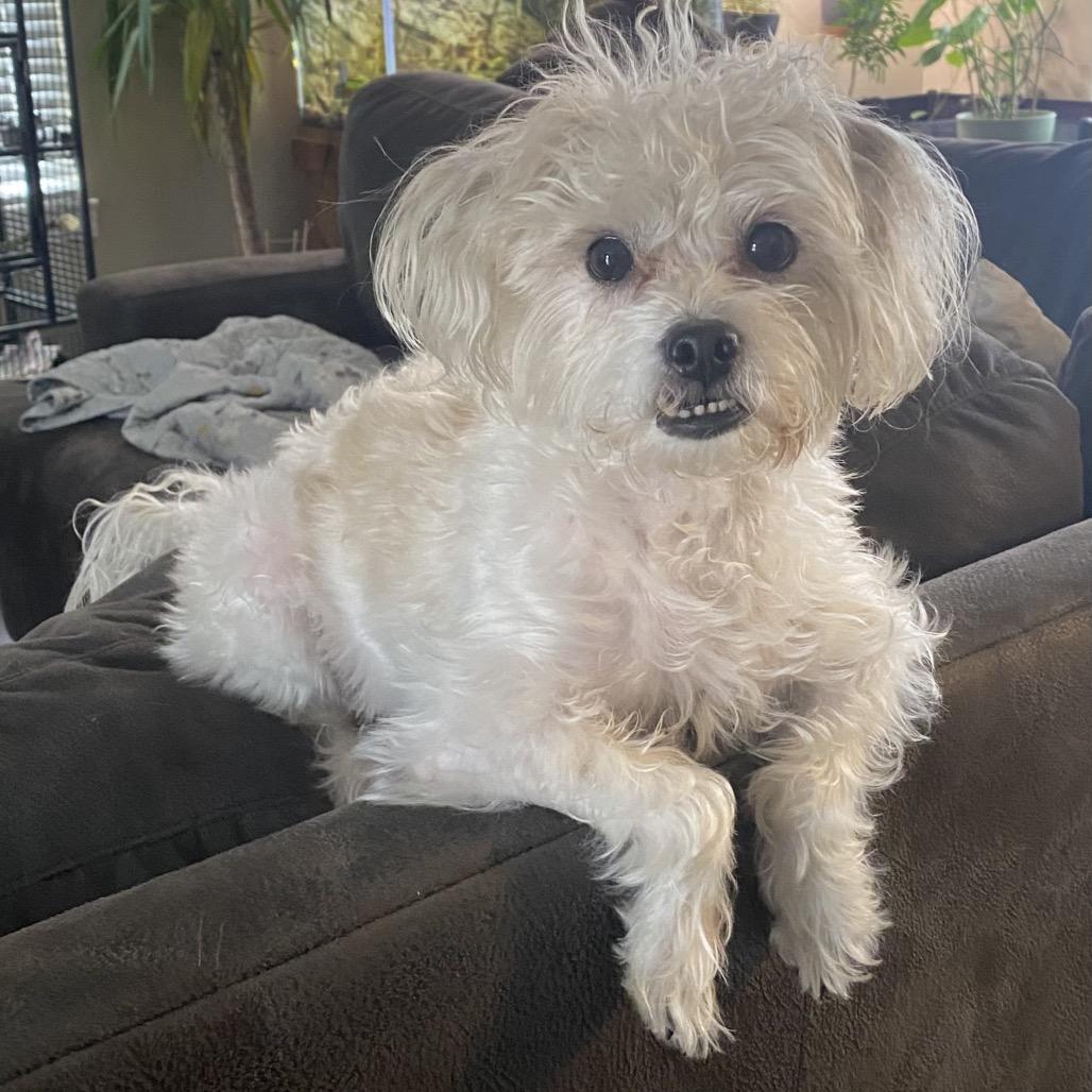 Roy, a Adoptable Shih Tzu in Chicago, IL image 1/6