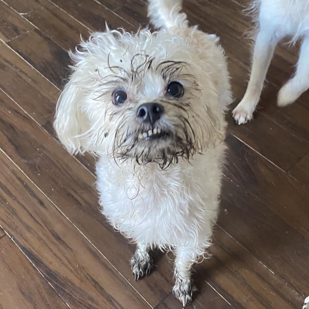Roy, a Adoptable Shih Tzu in Chicago, IL image 3/6