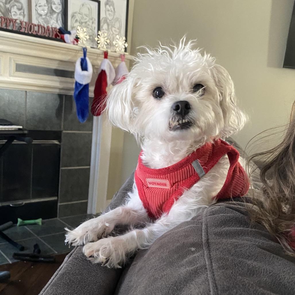 Roy, a Adoptable Shih Tzu in Chicago, IL image 6/6