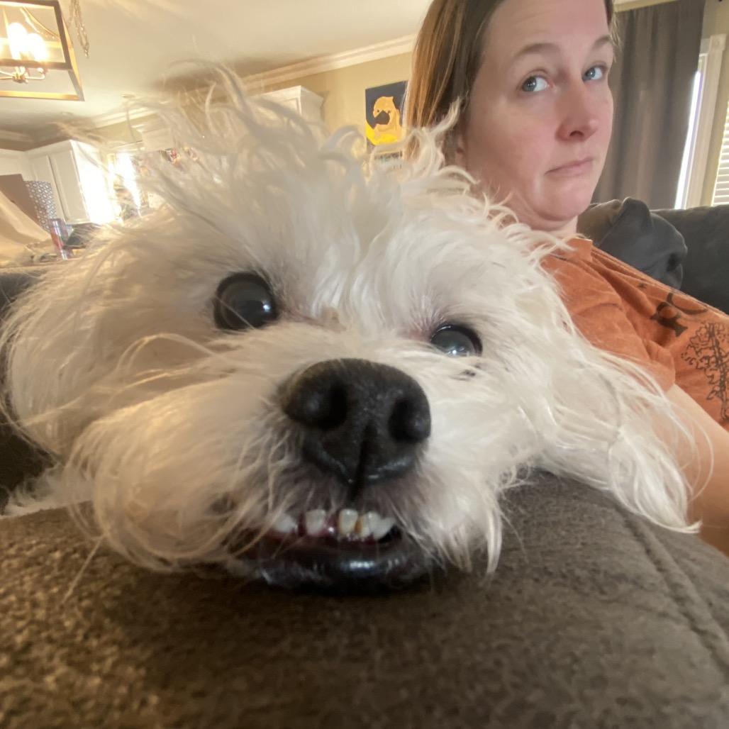 Roy, a Adoptable Shih Tzu in Chicago, IL image 4/6