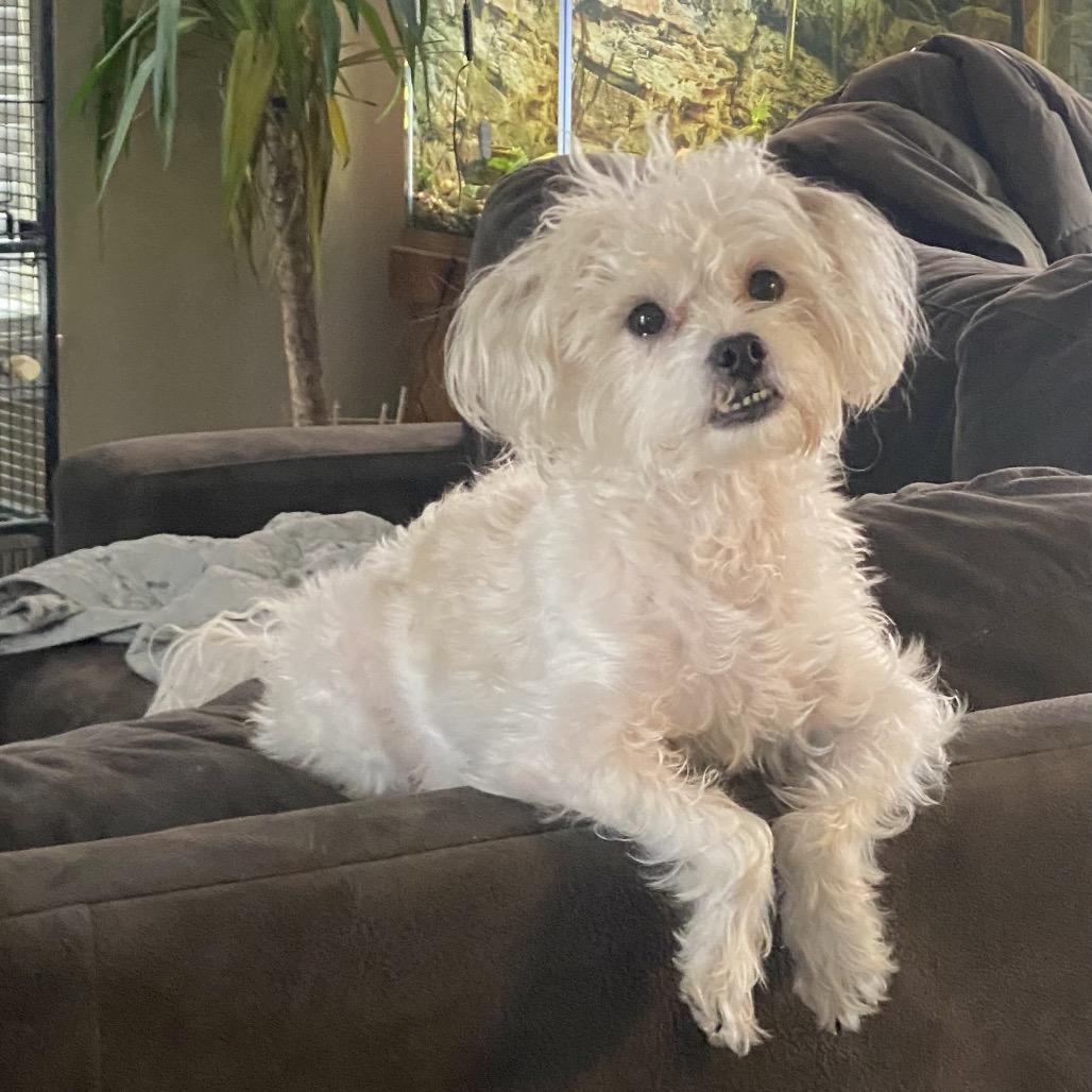 Roy, a Adoptable Shih Tzu in Chicago, IL image 5/6