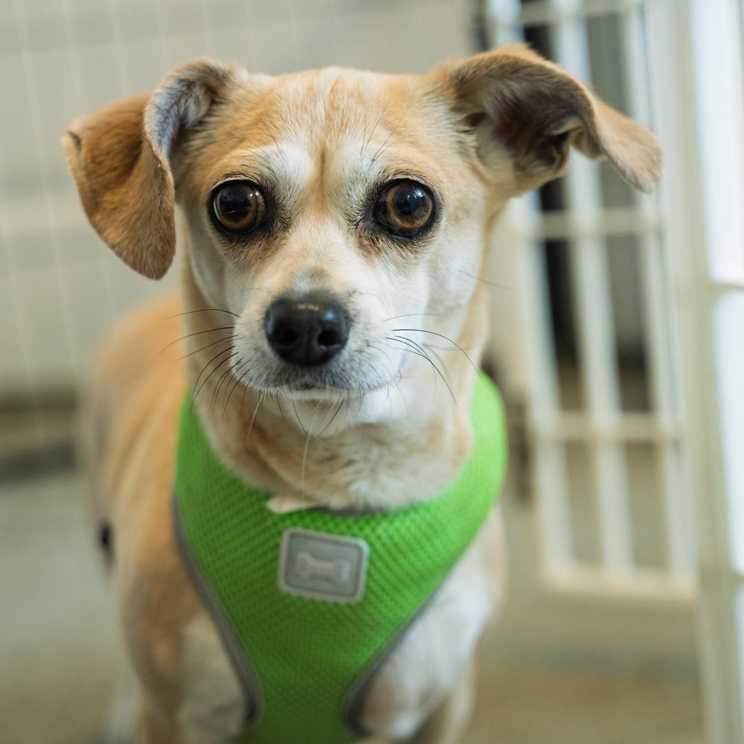Enlarge Maeby CUDDLY COMPANION DOG, a ADOPTABLE mixed breed in Bethel, CT image 4/4