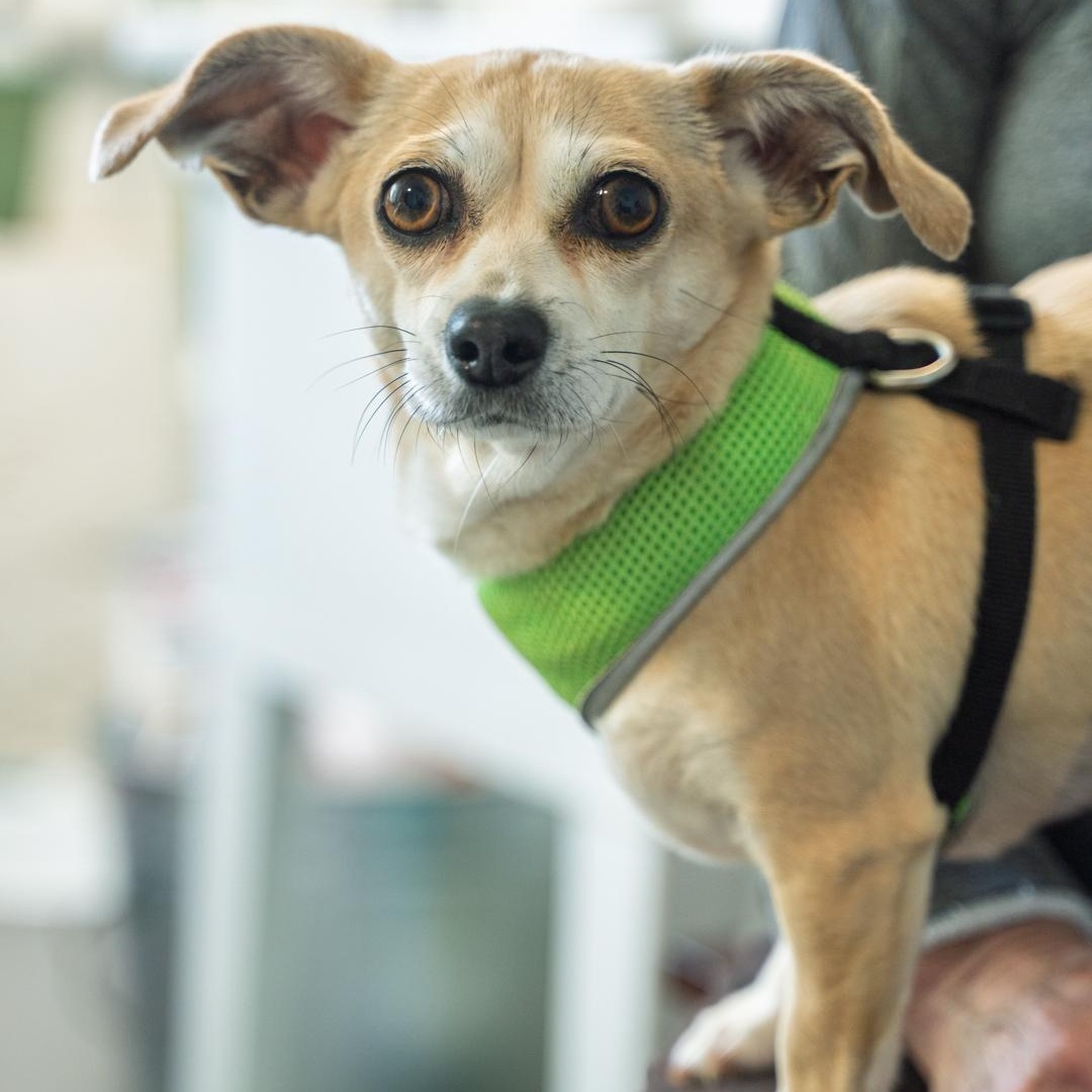Enlarge Maeby CUDDLY COMPANION DOG, a ADOPTABLE mixed breed in Bethel, CT image 2/4