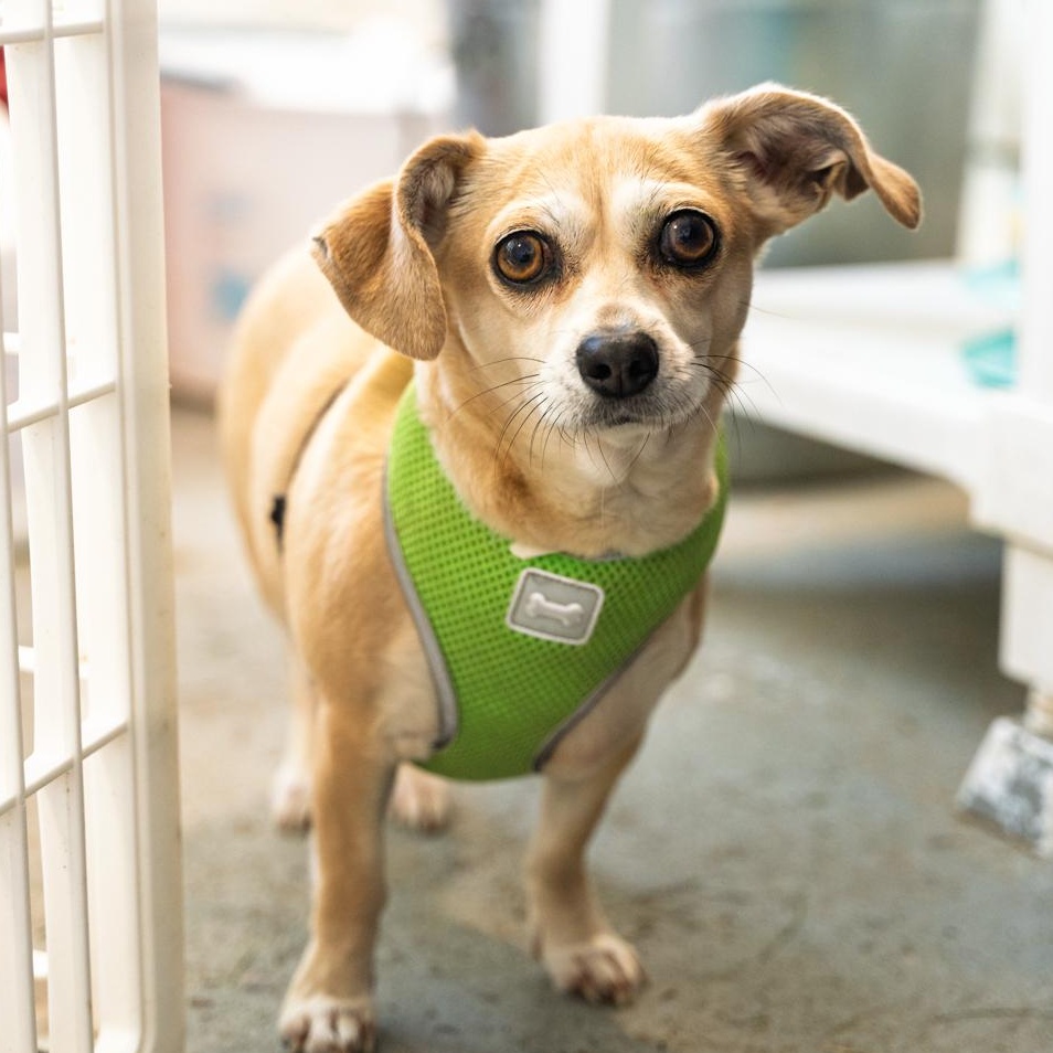Enlarge Maeby CUDDLY COMPANION DOG, a ADOPTABLE mixed breed in Bethel, CT image 3/4