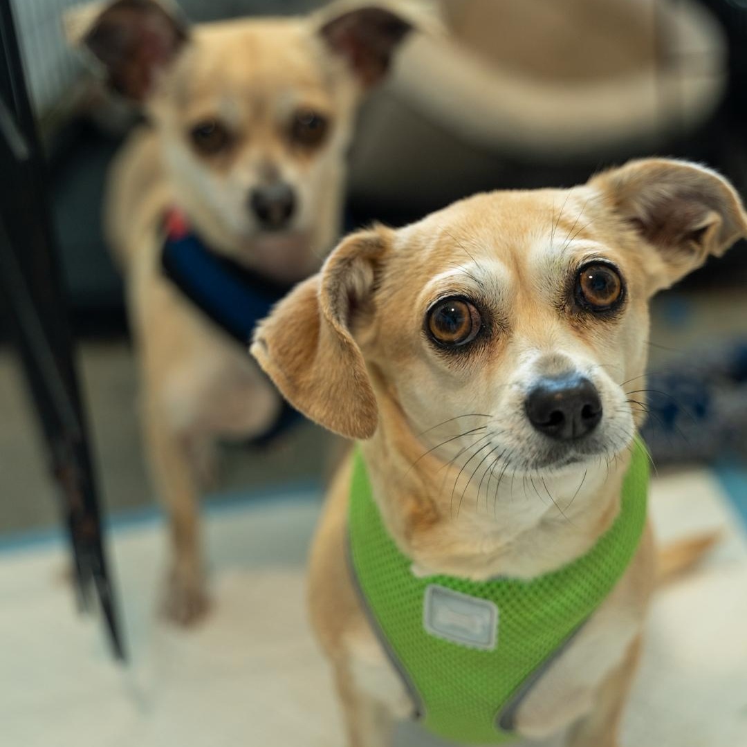Maeby CUDDLY COMPANION DOG, ADOPTABLE, Adult Female Chiweenie & Chihuahua.