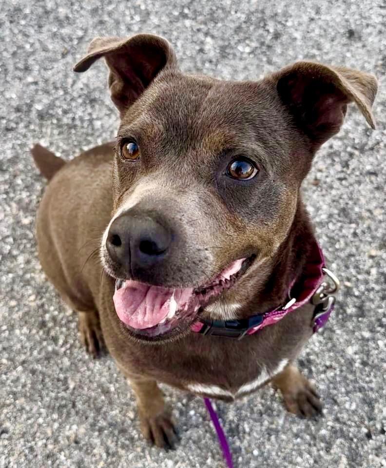 Enlarge Sandra-FEE FULLY SPONSORED!, a Adoptable Terrier in Fort Myers, FL image 1/6