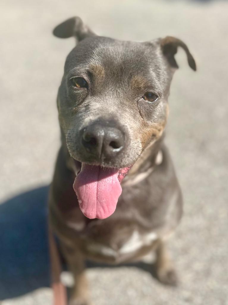 Sandra-FEE FULLY SPONSORED!, a Adoptable Terrier in Fort Myers, FL image 1/6