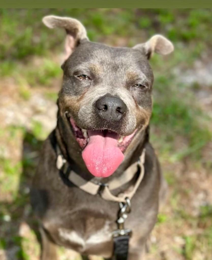 Sandra-FEE FULLY SPONSORED!, a Adoptable Terrier in Fort Myers, FL image 2/6