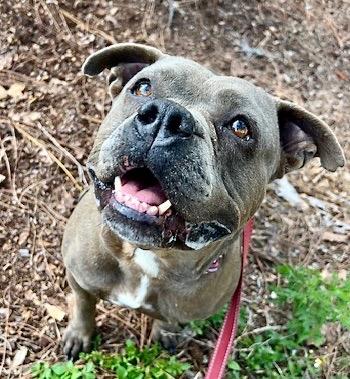 Enlarge Sandra-FEE FULLY SPONSORED!, a Adoptable Terrier in Fort Myers, FL image 3/6