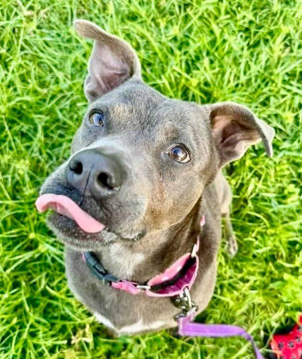 Enlarge Sandra-FEE FULLY SPONSORED!, a Adoptable Terrier in Fort Myers, FL image 6/6