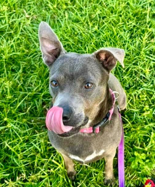 Sandra-FEE FULLY SPONSORED!, a Adoptable Terrier in Fort Myers, FL image 6/6