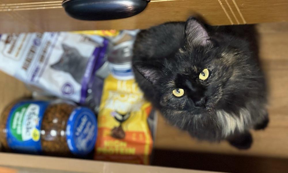 Princess Pickle, Adoptable, Adult Female Domestic Long Hair.