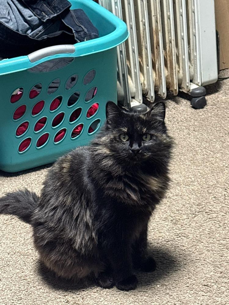 Enlarge Princess Pickle, a Adoptable mixed breed in Moses Lake, WA image 2/2