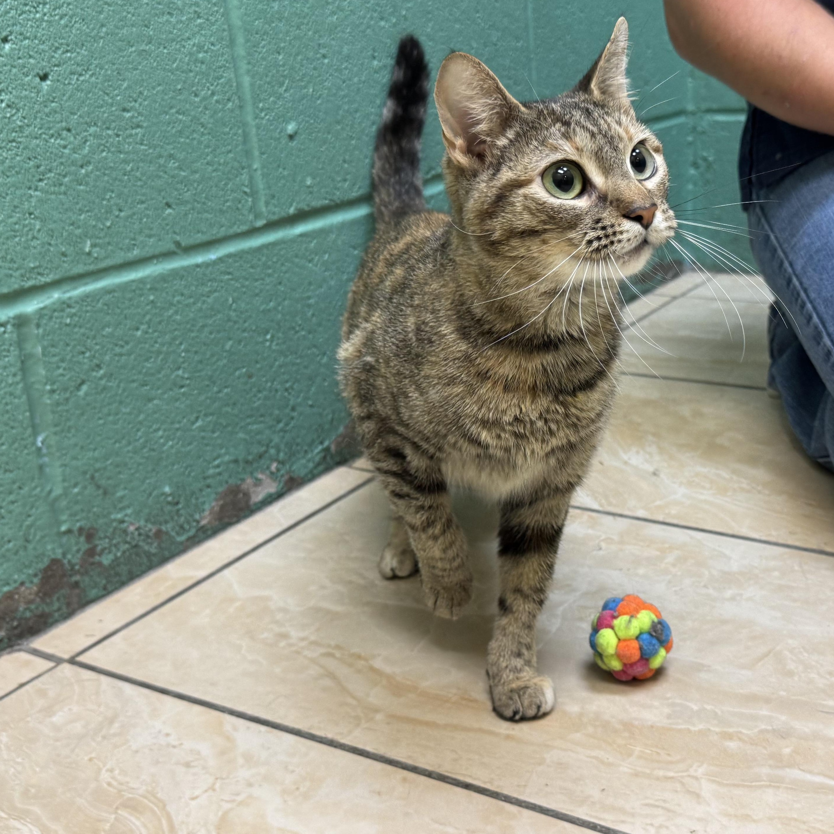 Maple, an adopted mixed breed in Latrobe, PA image 2/3
