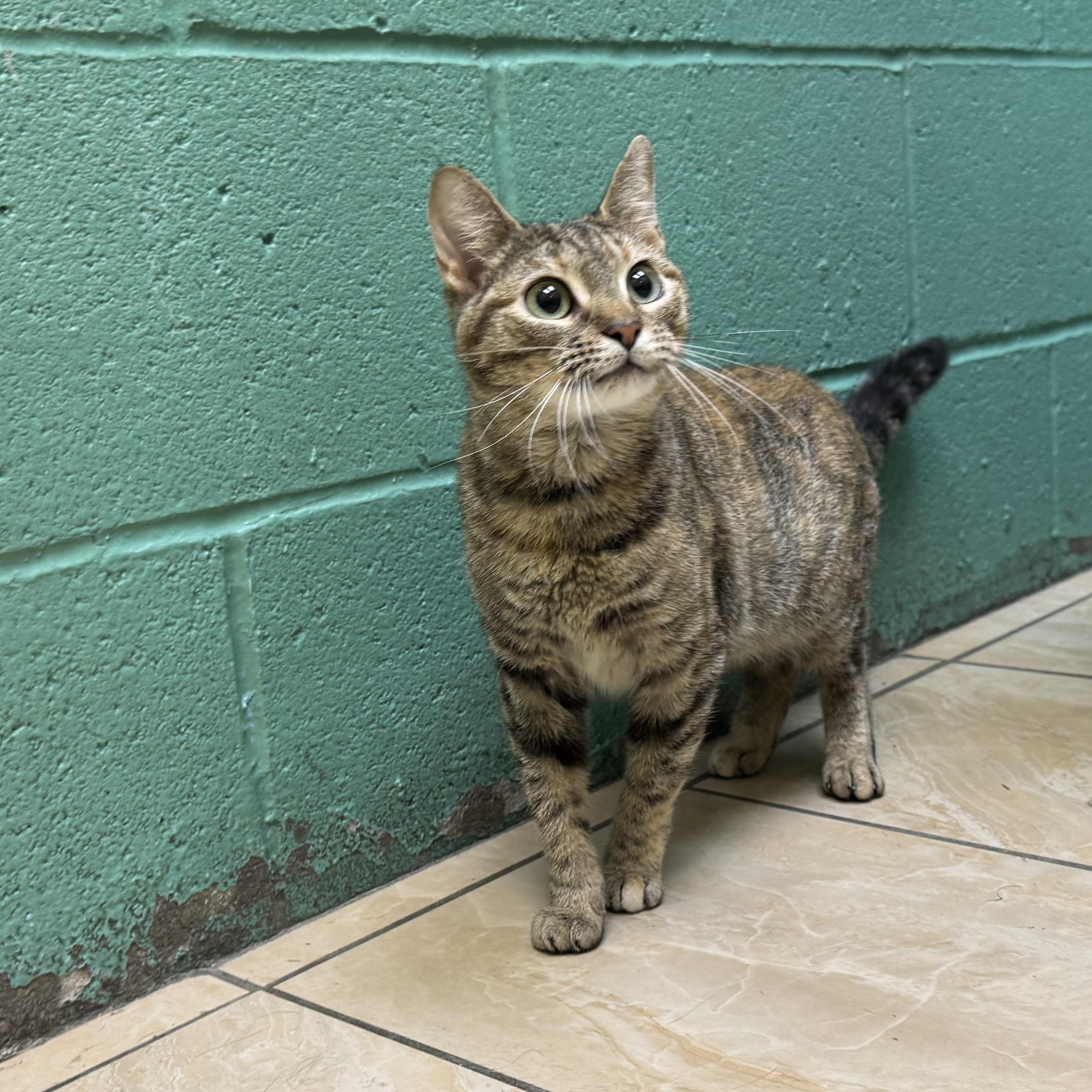 Maple, adopted, Young Female Domestic Short Hair.