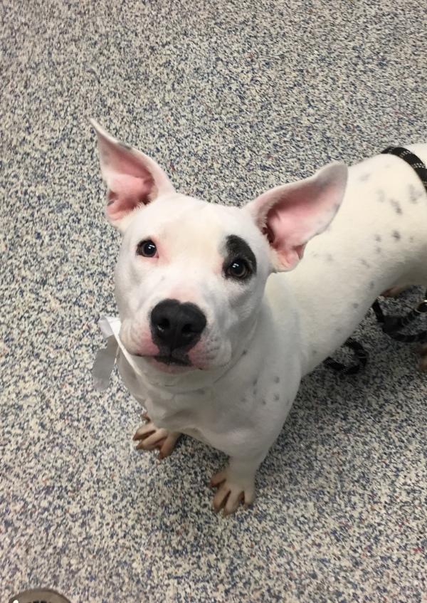 Brooke, Adoptable, Adult Female American Staffordshire Terrier.