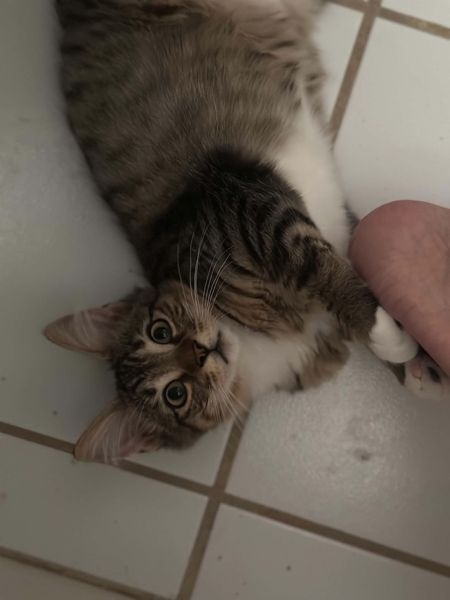 Taco, Adoptable, Kitten Female Tabby.