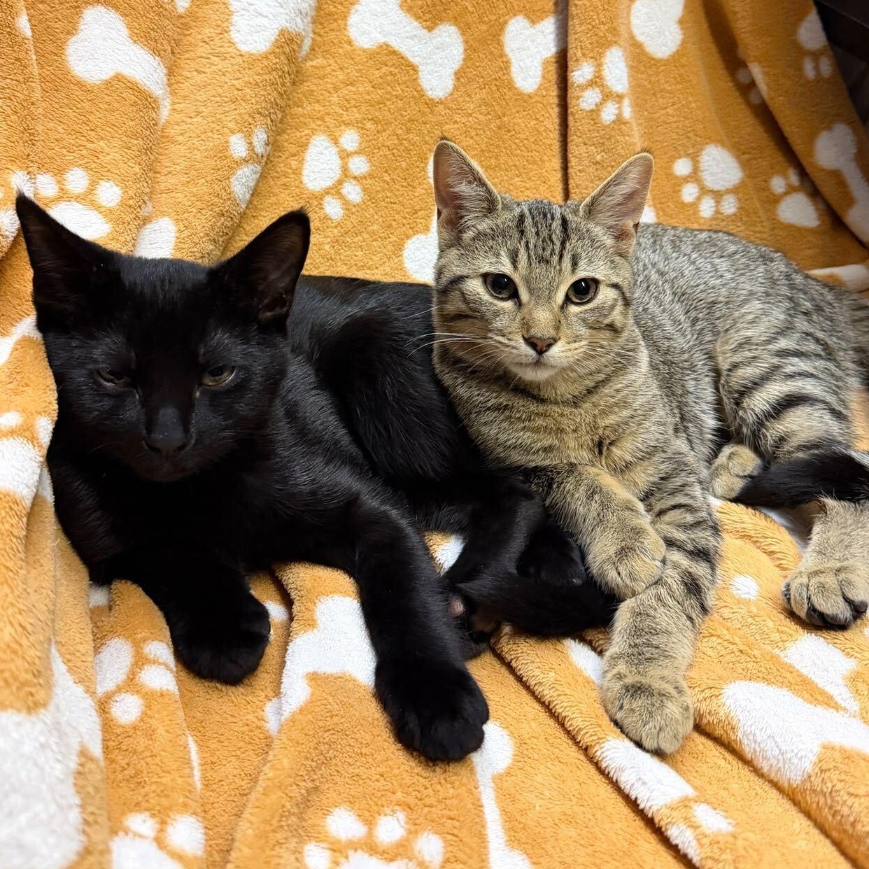 Grogu & Bean, Adoptable, Kitten Female Domestic Short Hair.