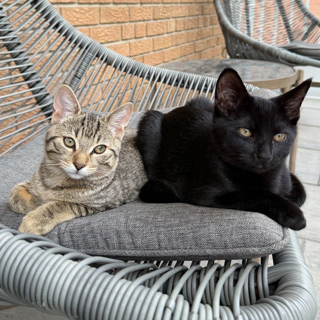 Enlarge Grogu & Bean, a Adoptable Domestic Short Hair in Oakville, ON image 2/6