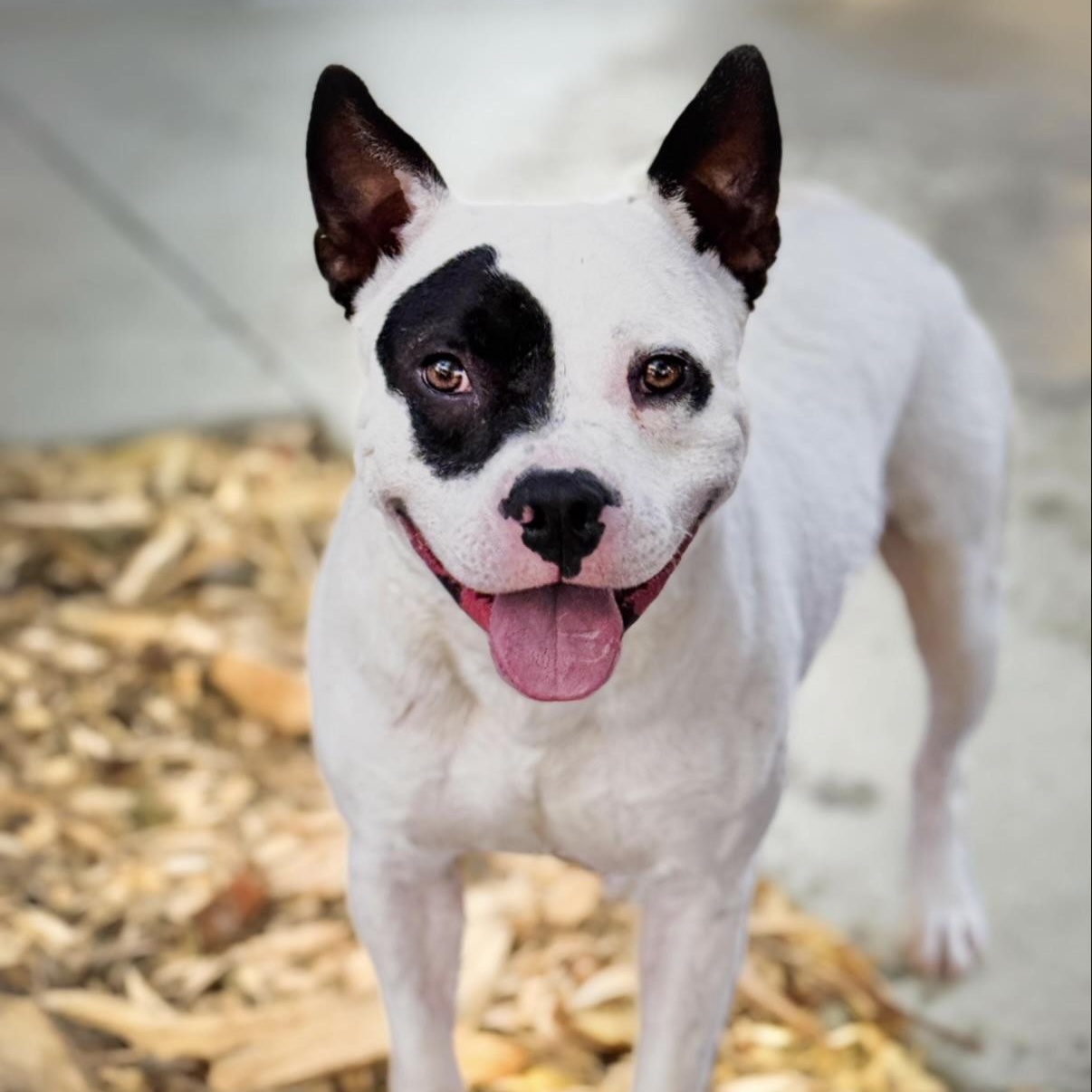 Beetle , an adopted mixed breed in Rancho Palos Verdes, CA image 5/6