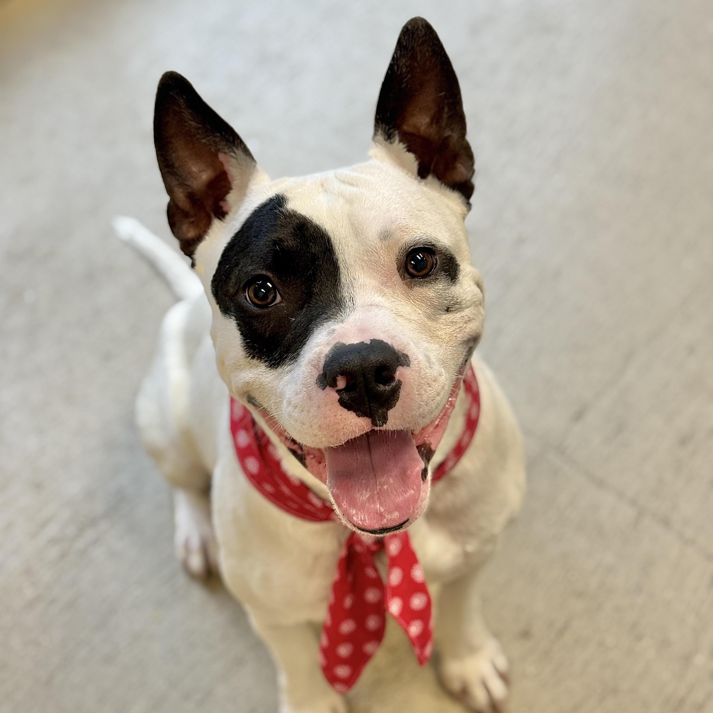 Beetle , adopted, Young Male American Staffordshire Terrier & American Bully.