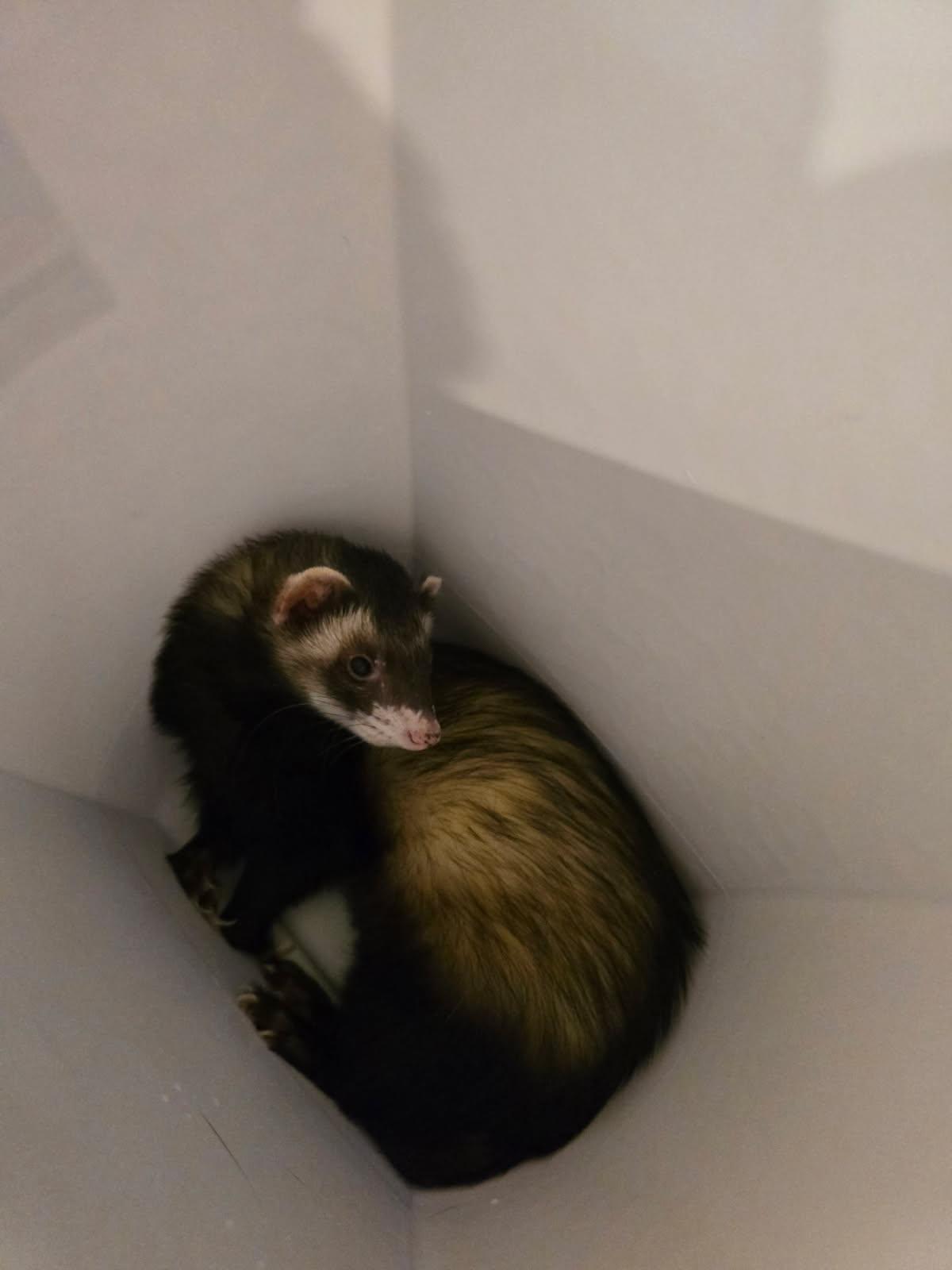 Goose, Adoptable, Adult Male Ferret.