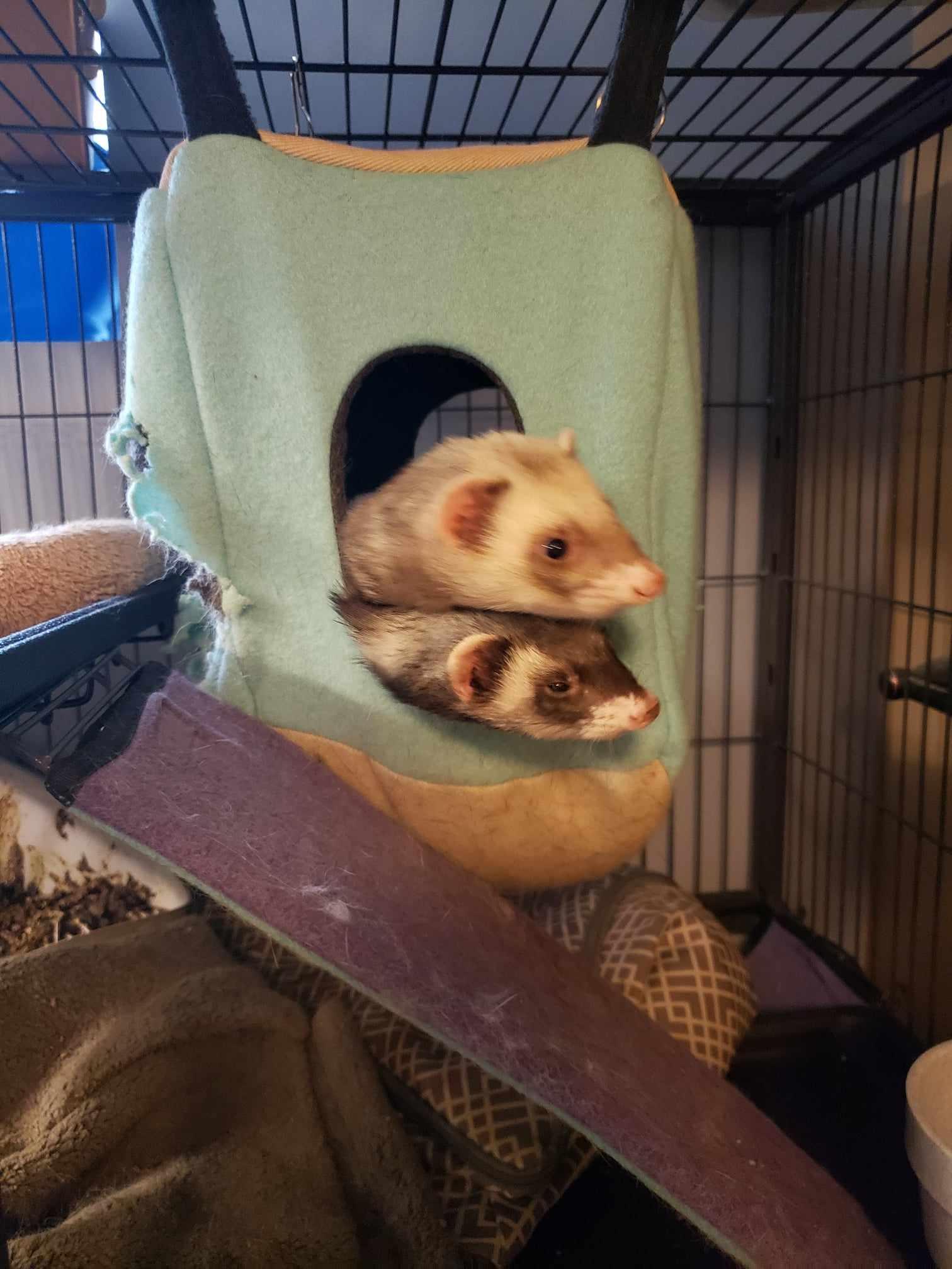 Enlarge Goose, a Adoptable Ferret in Saint Paul, MN image 4/6