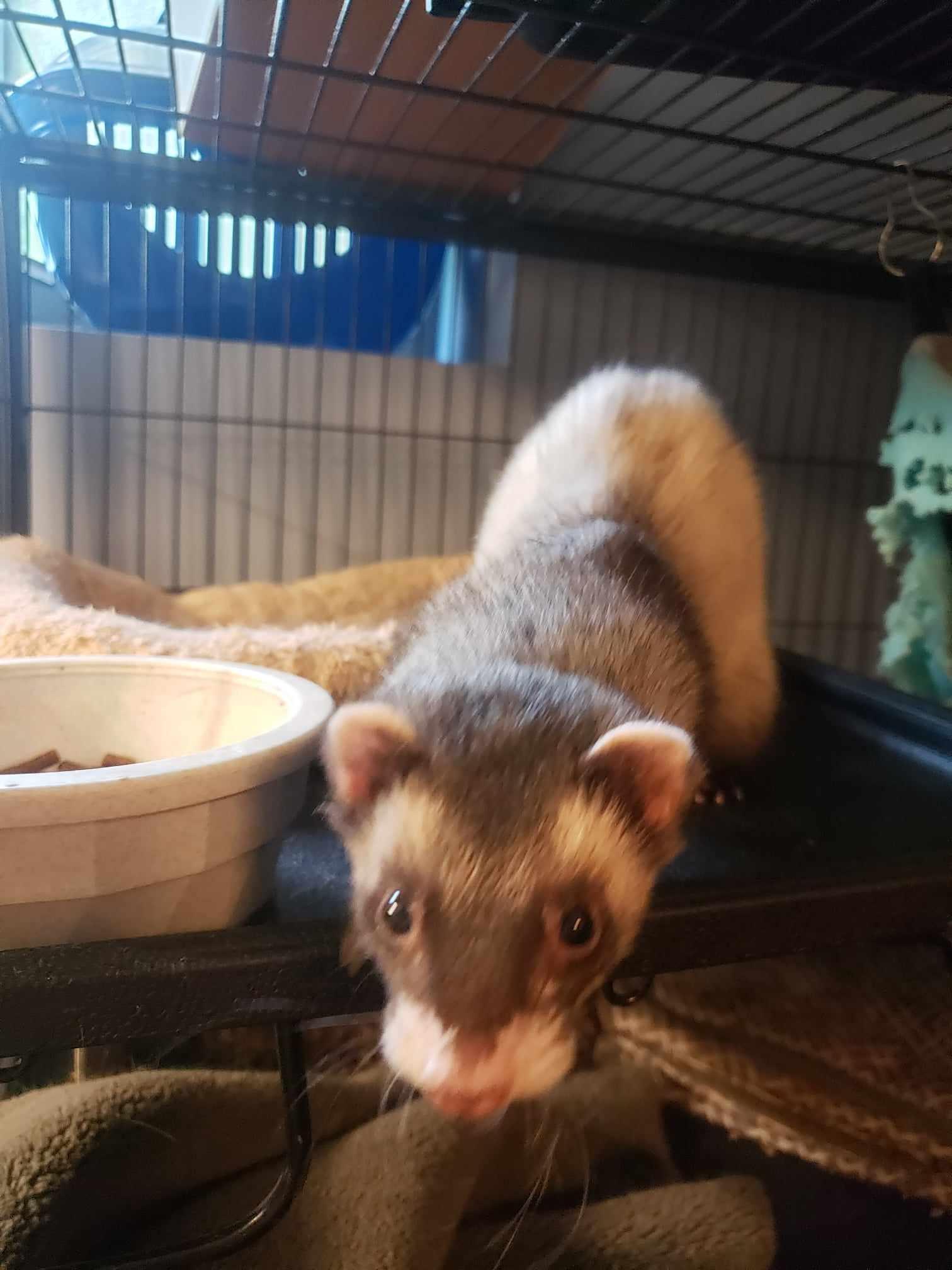 Enlarge Goose, a Adoptable Ferret in Saint Paul, MN image 3/6