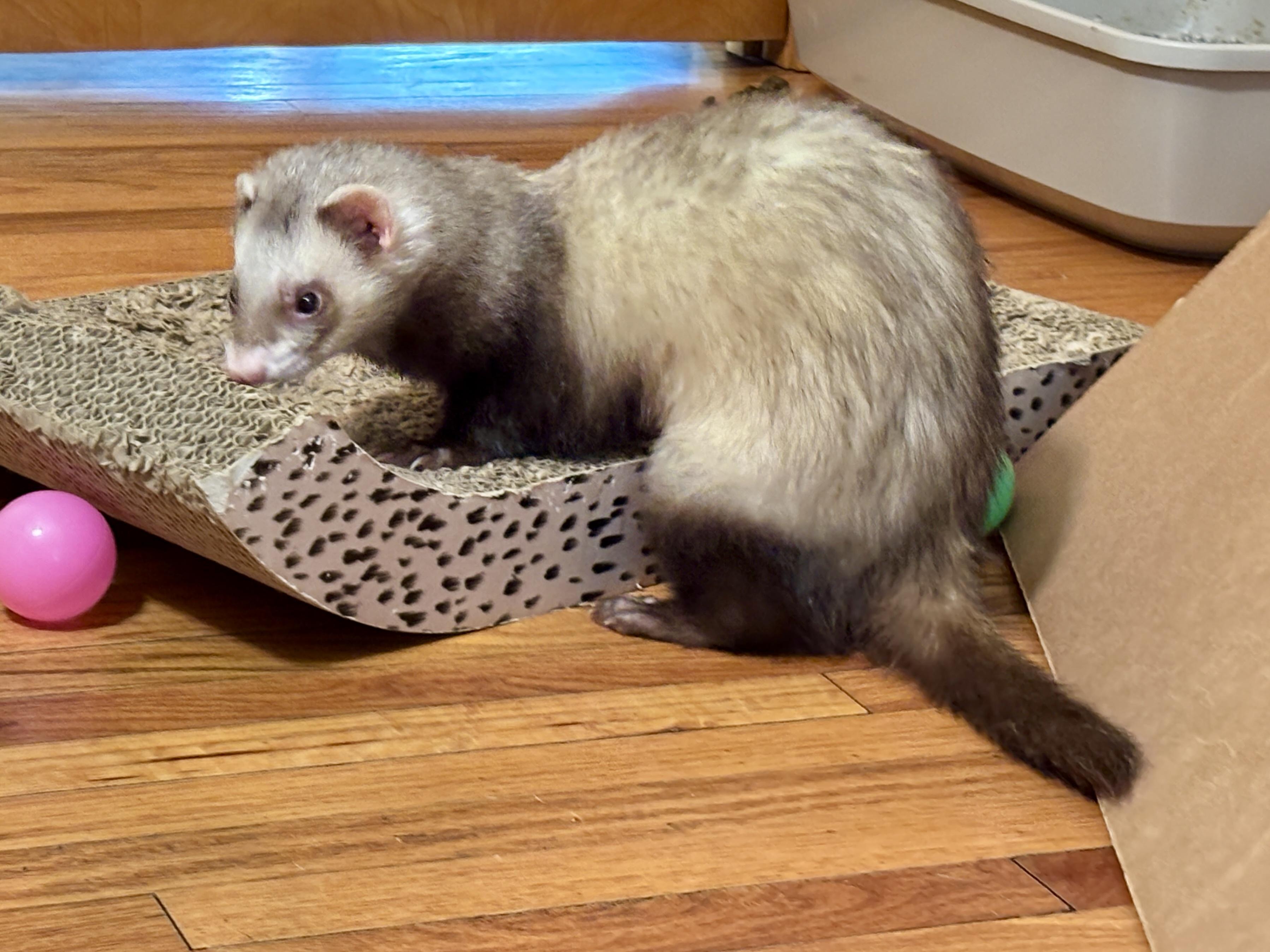 Enlarge Goose, an adoptable Ferret in Saint Paul, MN image 2/6