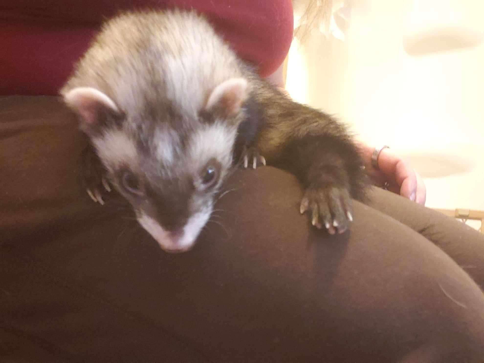 Enlarge Goose, a Adoptable Ferret in Saint Paul, MN image 5/6