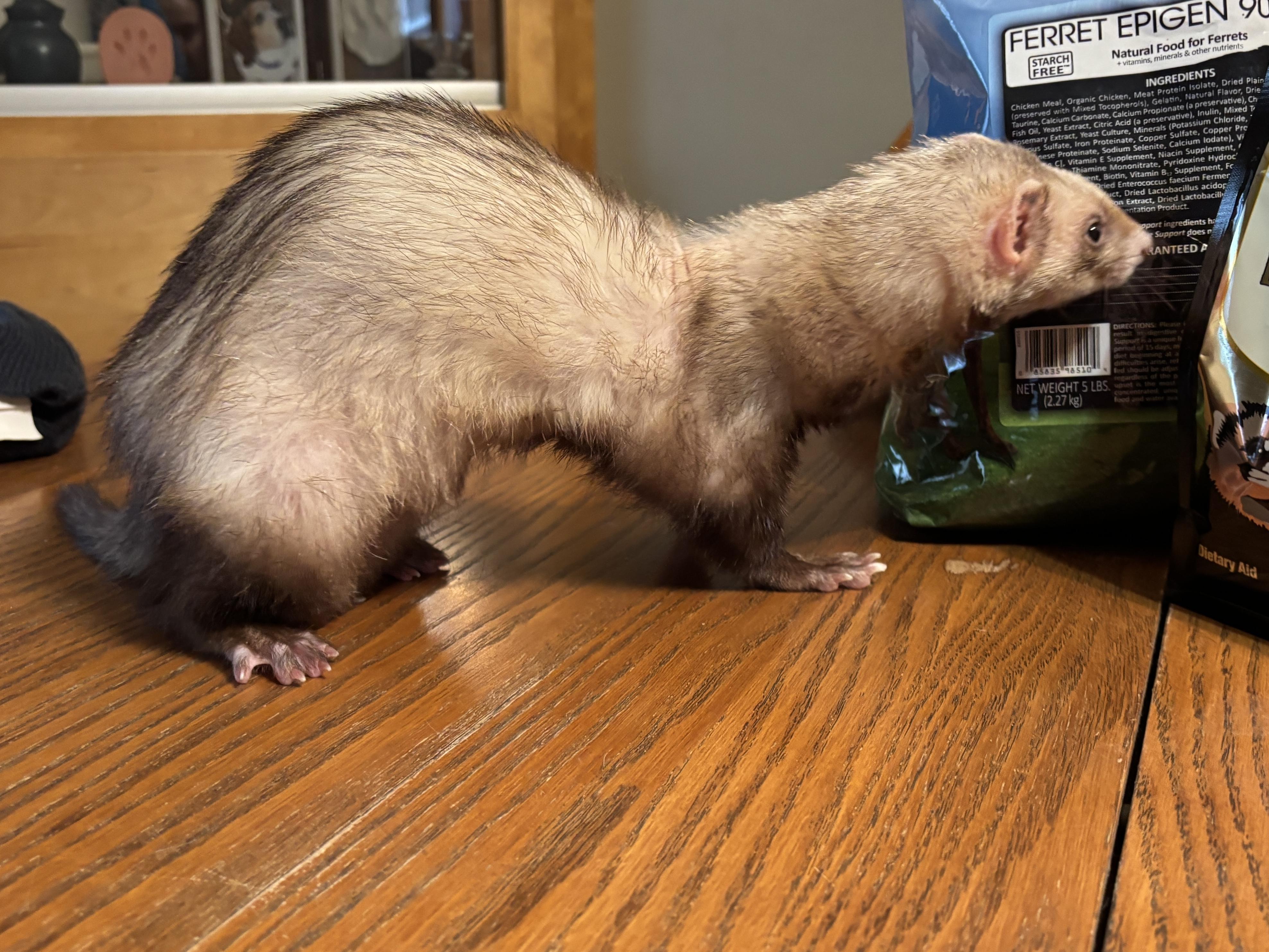 Enlarge Goose, an adoptable Ferret in Saint Paul, MN image 6/6