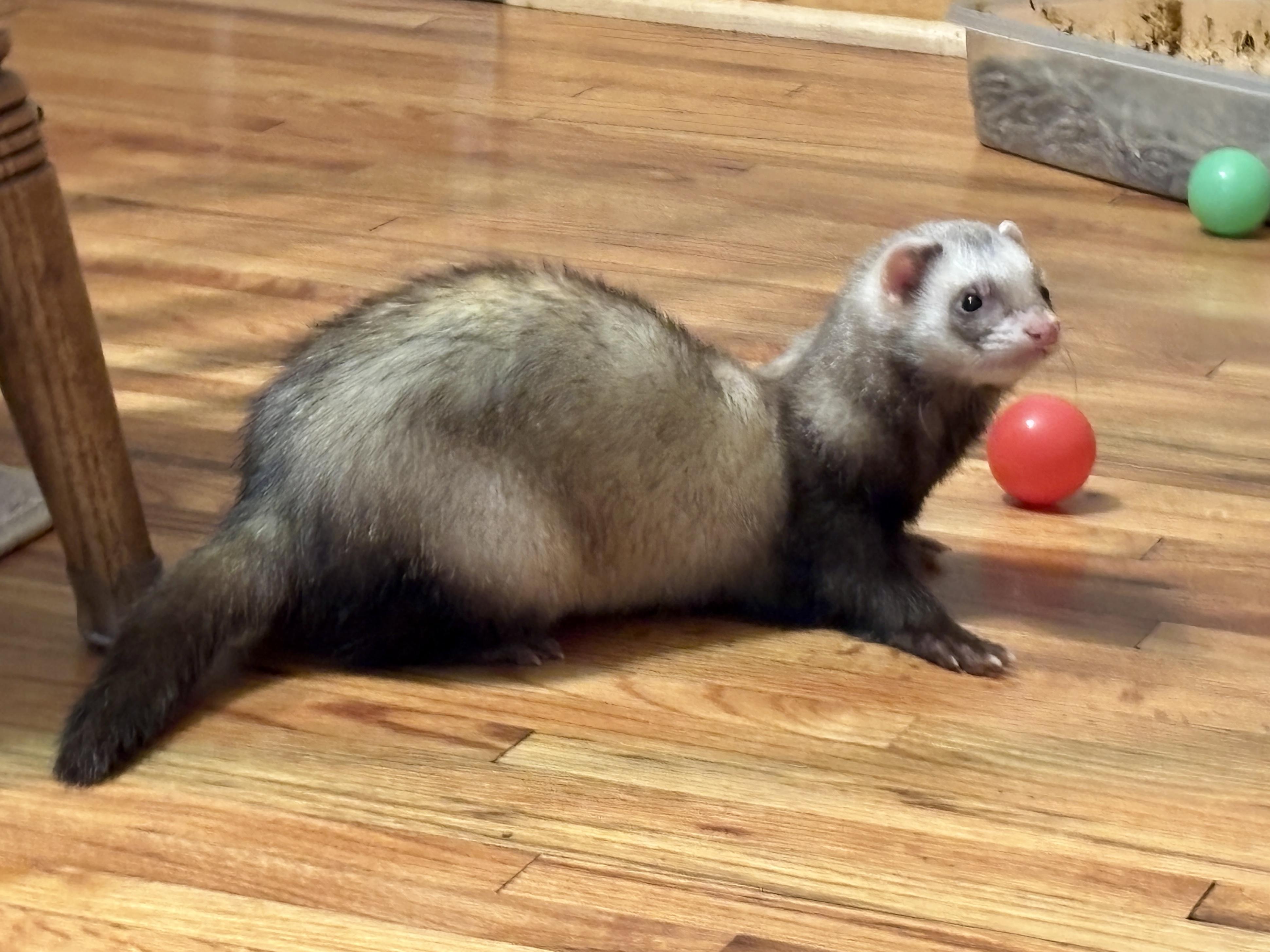 Goose, adoptable, Senior Male Ferret.