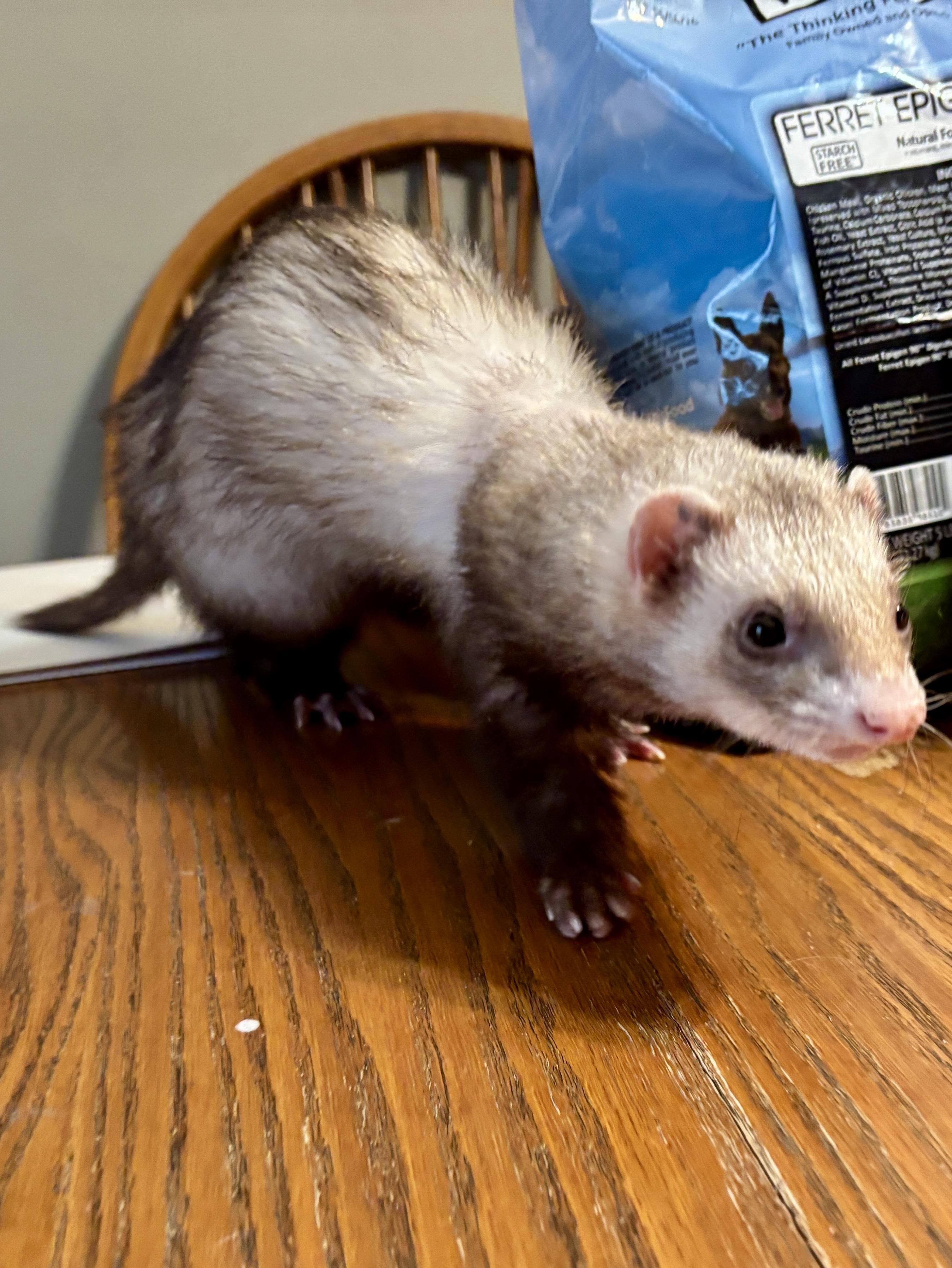 Enlarge Goose, an adoptable Ferret in Saint Paul, MN image 1/6