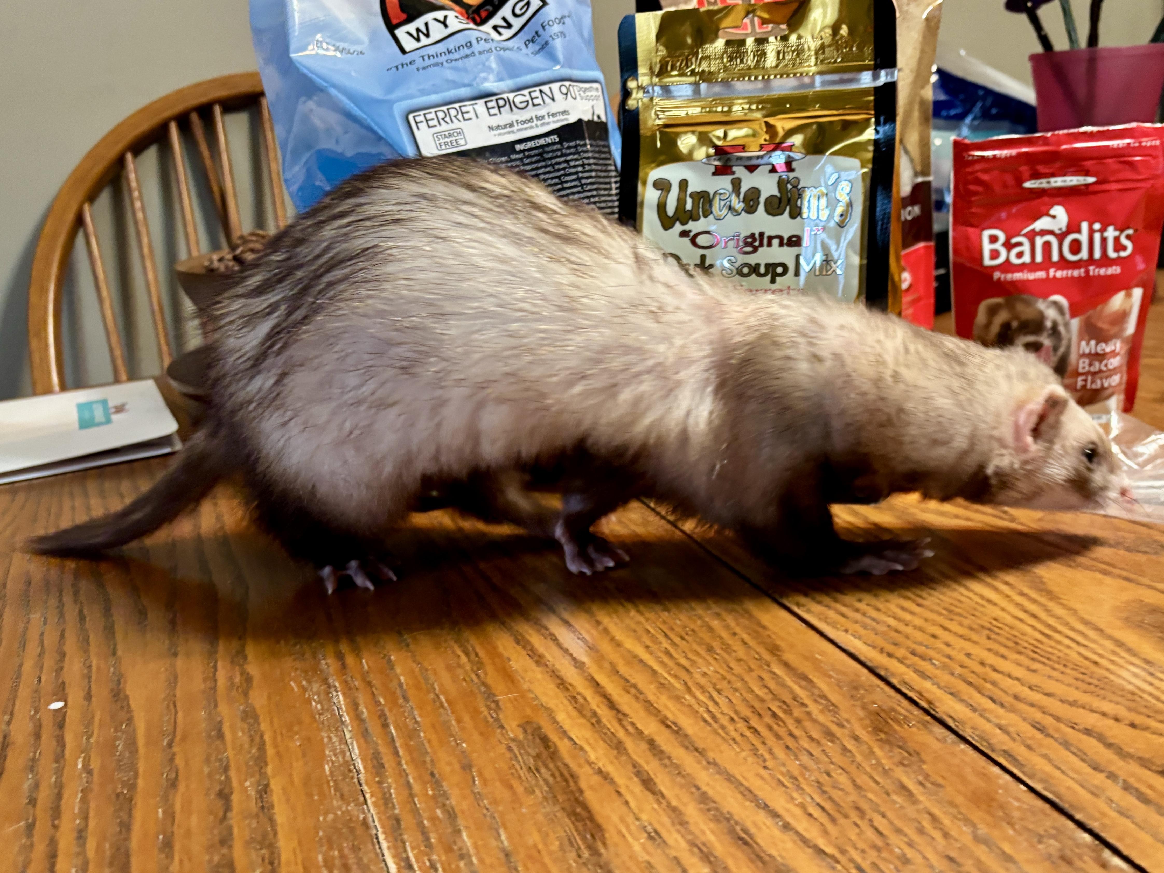Enlarge Goose, an adoptable Ferret in Saint Paul, MN image 4/6
