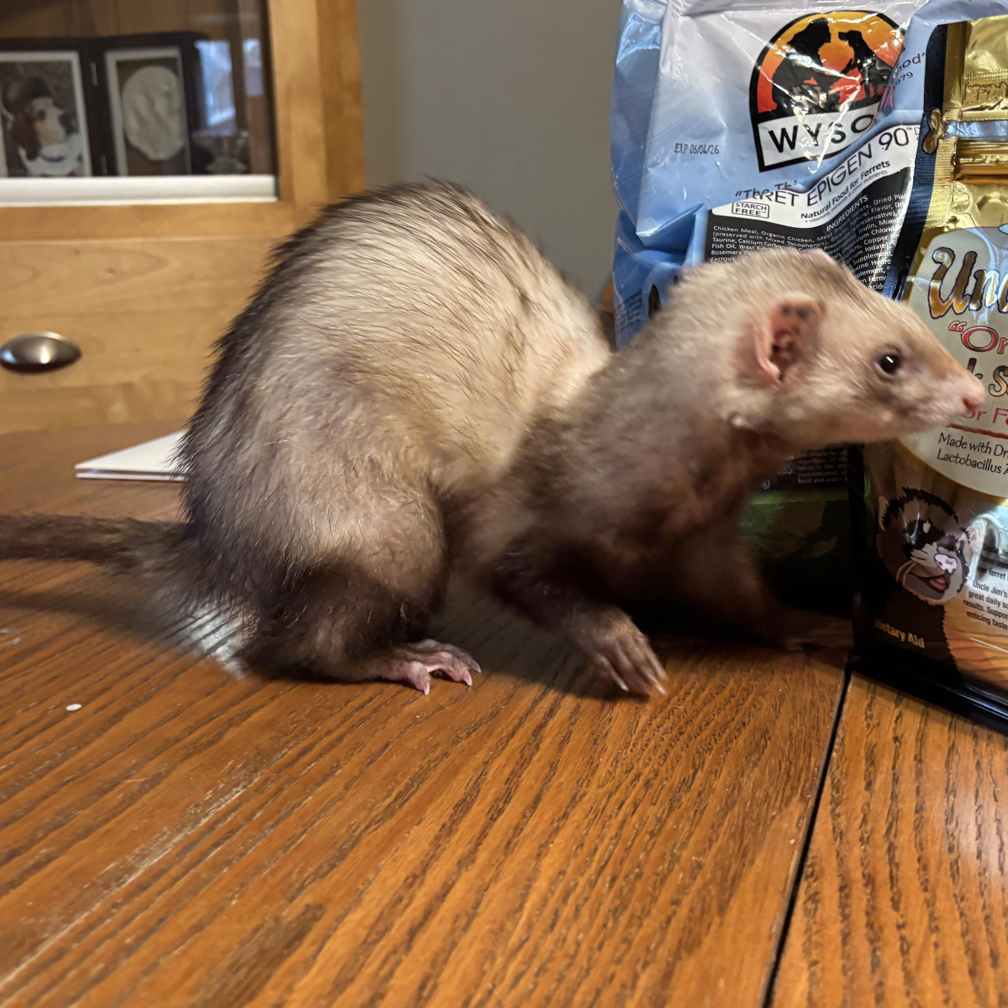 Enlarge Goose, an adoptable Ferret in Saint Paul, MN image 5/6