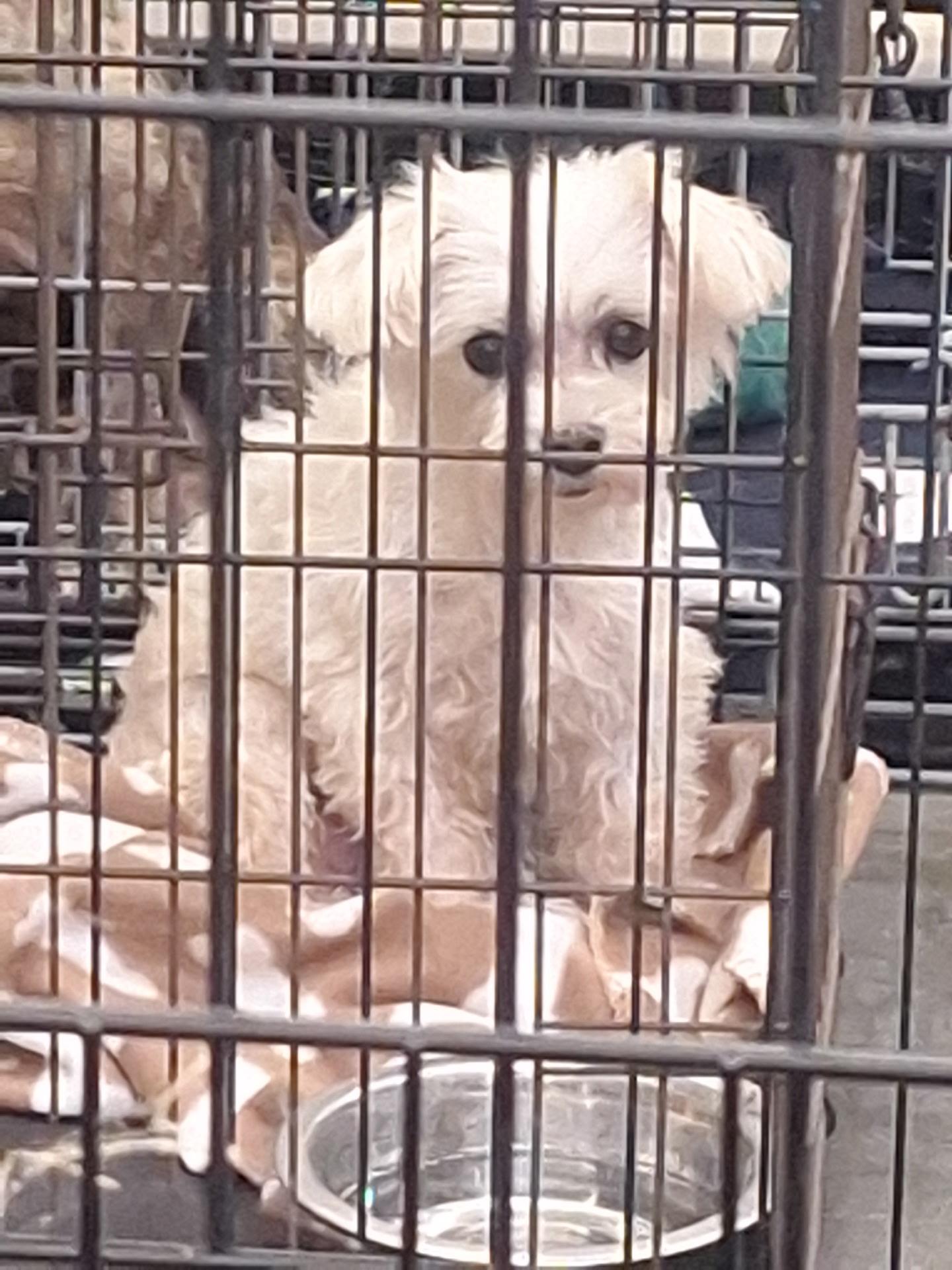 Molly, Lacy, Marry and Mario, a Adoptable Maltese in Moreno Valley, CA image 1/6