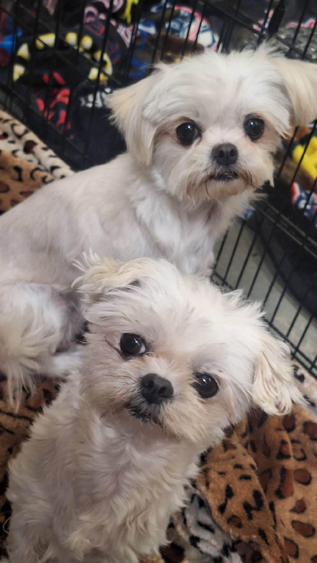 Molly, Lacy, Marry and Mario, a Adoptable Maltese in Moreno Valley, CA image 2/6