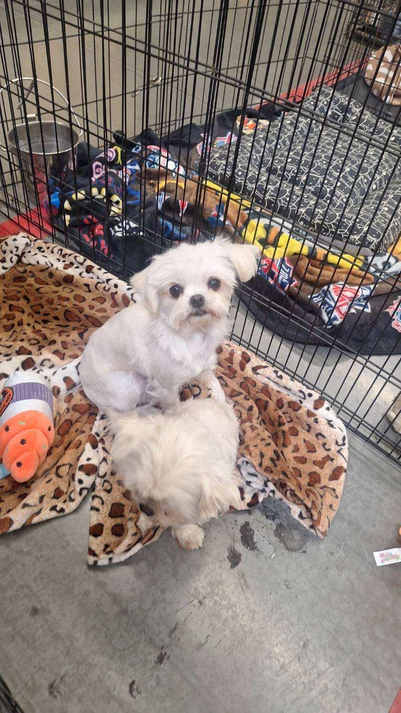 Molly, Lacy, Marry and Mario, a Adoptable Maltese in Moreno Valley, CA image 3/6